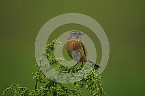 European stonechat bird (Saxicola rubicola)