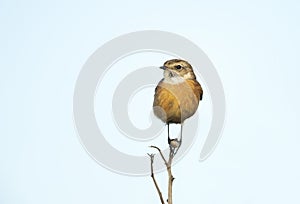 European stonechat perching against blue background
