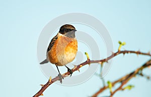 European stonechat perching on a tree branch in spring