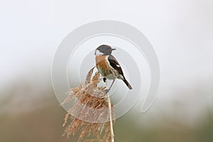 European Stonechat, Saxicola rubicola