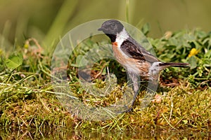 European stonechat (Saxicola rubicola)