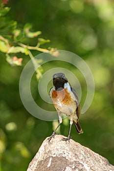 European stonechat (Saxicola rubicola