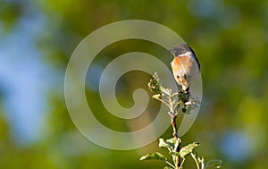 European Stonechat, Saxicola rubicola. In the early morning, a bird sits on top of a young tree