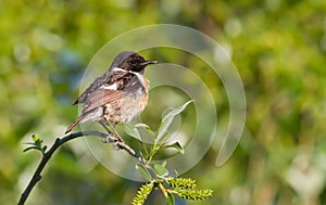 European Stonechat, Saxicola rubicola. In the early morning, a bird sits on top of a young tree