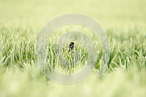 An European Stonechat ( Saxicola Rubicola ) in a field of wheat