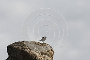 A European stonechat, Saxicola rubicola, on a rock