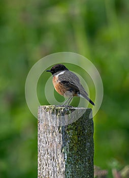 European stonechat, Saxicola rubicola, Saxicola torquata