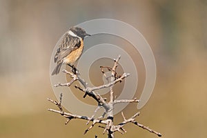 The European stonechat (Saxicola rubicola) is a small passerine bird