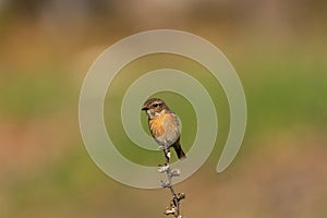 The European stonechat (Saxicola rubicola) is a small passerine bird