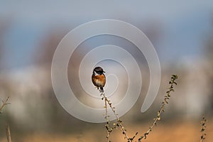 The European stonechat (Saxicola rubicola) is a small passerine bird
