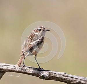 European stonechat, Saxicola rubicola, Saxicola torquata. The female is sitting on a branch