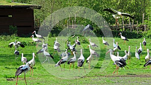 European storks in grassland