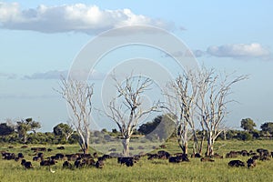 European storks in tree and cape buffalo at sunset in Tsavo National park, Kenya, Africa