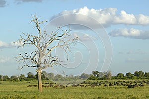 European storks in tree and cape buffalo at sunset in Tsavo National park, Kenya, Africa