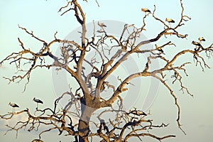 European storks in tree at sunset in Tsavo National park, Kenya, Africa