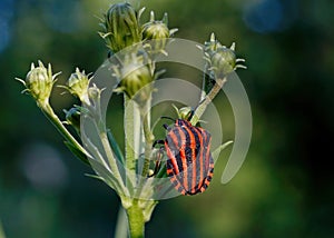European Striped Shield Bug on a plant