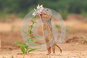 European suslik and flowers