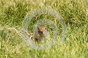 European suslik gopher or ground squirrel in the wilderness outside.