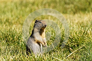 European suslik gopher or ground squirrel in the wilderness outside.