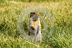 European suslik gopher or ground squirrel in the wilderness outside.