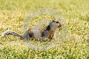 European suslik gopher or ground squirrel in the wilderness outside.