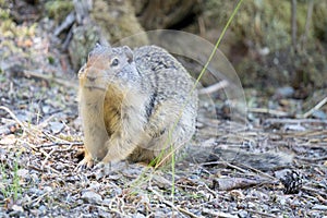 European suslik gopher or ground squirrel in the wilderness outside.