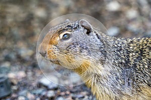 European suslik gopher or ground squirrel in the wilderness outside.