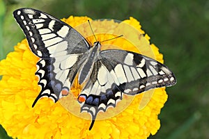 European swallowtail