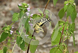European swallowtail on ground ivy flower