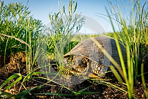 European swamp turtle in green grass in summer day in nature. Pond Turtle