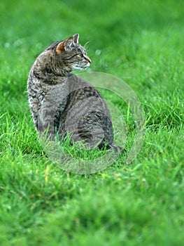 European tabby cat in a green meadow,