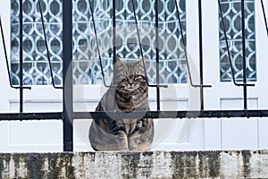 European tabby domestic cat with green eyes