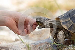 European terrestrial turtle with human hand and open mouth. Macro photo with light background, soil turtle.