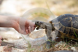 European terrestrial turtle with human hand and open mouth. Macro photo with light background, soil turtle.