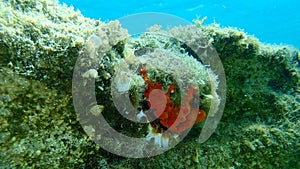 European thorny oyster Spondylus gaederopus coveded by oyster sponge or orange-red encrusting sponge Crambe crambe undersea.