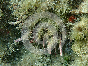 European thorny oyster or thorny oyster, spinous scallop (Spondylus gaederopus) close-up undersea, Aegean Sea