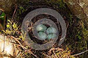 European thrush Common Blackbird, Turdus merula nest with four eggs