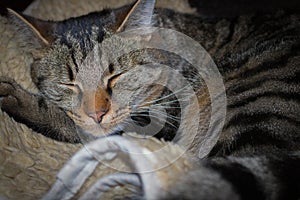 European tiger cat, sleep, close-up