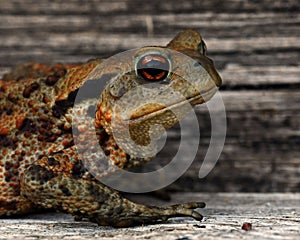 European toad, Bufo bufo