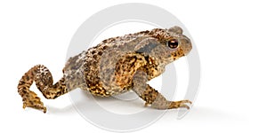 European toad, bufo bufo, in front of a white background