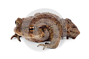 Toad on white background