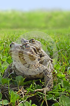 European toad frogs