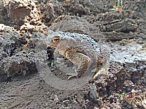 European toad is in its natural habitat. Wildlife scene from nature