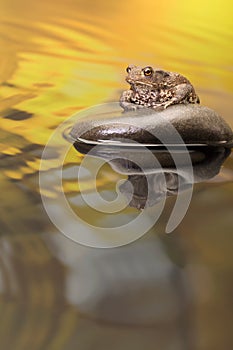 European Toad on pebble