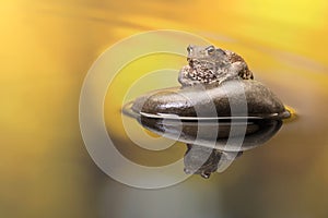 European Toad sitting on boulder