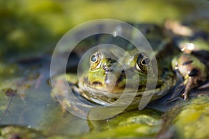 European Tree Frog