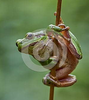 European tree frog hanging on a straw