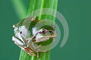 European tree frog. hyla arborea