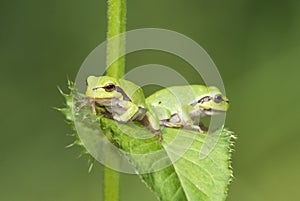 The European tree frog Hyla arborea formerly Rana arborea is a small tree frog found in Europe, Asia and part of Africa, Poland.