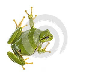 European tree frog Hyla arborea isolated on white background, looking to the right side